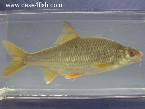Foto Galerie/Cypriniformes/Cyprinidae/Rutilus rutilus/Rutilus rutilus_01_S.jpg